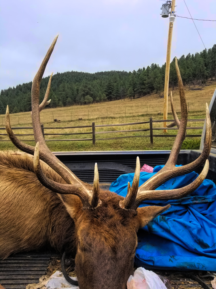 New Mexico Elk - 3 - Hunt 3475