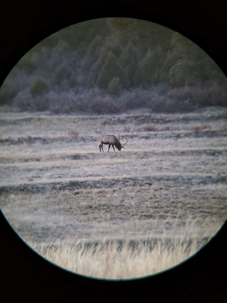 New Mexico Elk - 4 - Hunt 3475