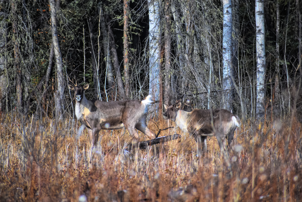 Canadian Moose Rut Hunt - Hunt #3486