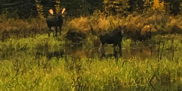 Canadian Moose Rut Hunt - Hunt #3486