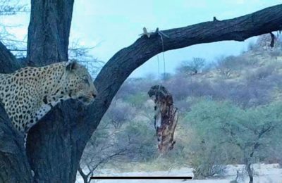 Hunt 3471 - Namibia Leopard Hunt - 1