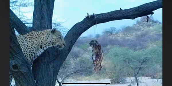 Hunt 3471 - Namibia Leopard Hunt - 1