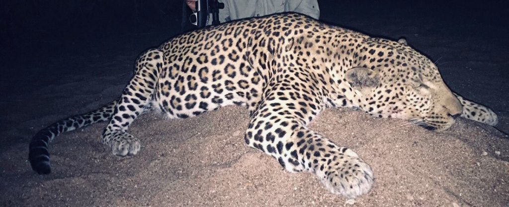 Leopard Hunt - Hunt #3745