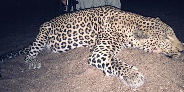 Leopard Hunt - Hunt #3745