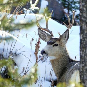 Canadia High Country Mule Deer Hunt - Hunt 3791