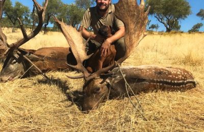 Hunt 3922 - European Fallow Deer