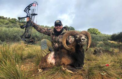 Hunt 3924 - Iberian Mouflon Sheep