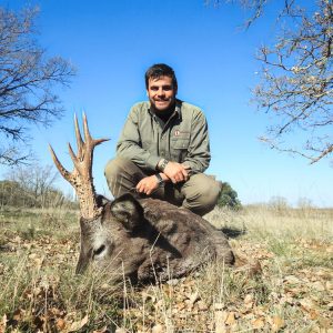 QH Hunt 3932 - European Roe Deer - 6