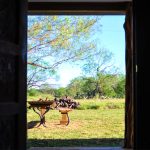 South Texas Whitetail Deer Hunt Lodge - Hunt #4241