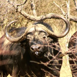 South Africa Buffalo Hunt - Hunt #4282