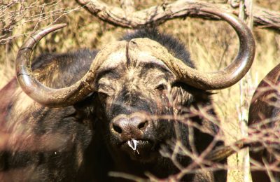South Africa Buffalo Hunt - Hunt #4282