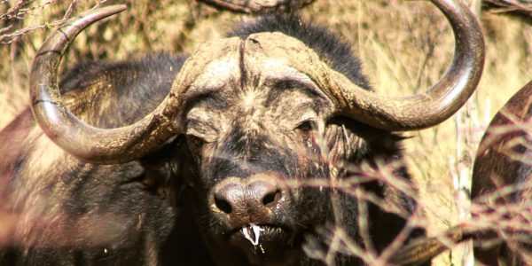 South Africa Buffalo Hunt - Hunt #4282