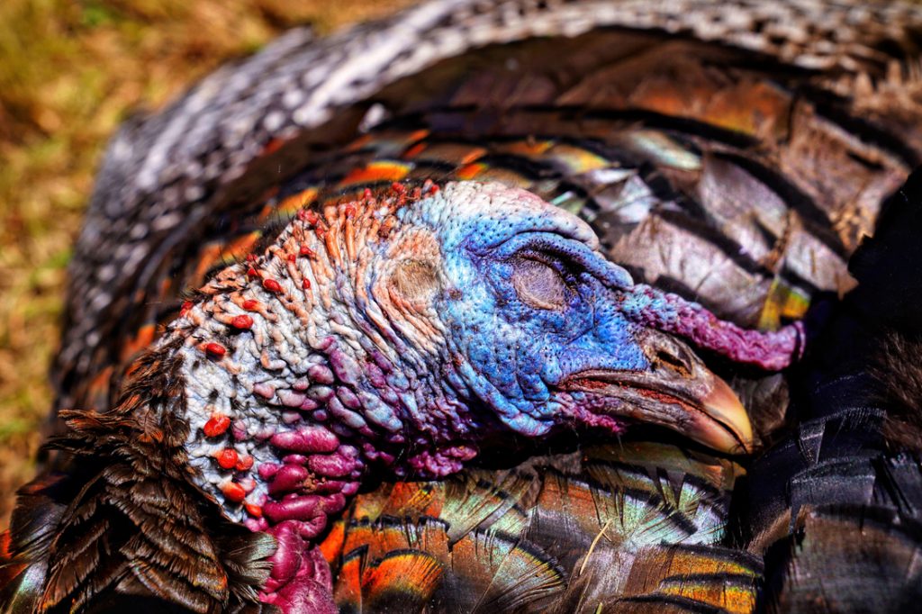 Rio Grande Turkey Hunt - Hunt #4318