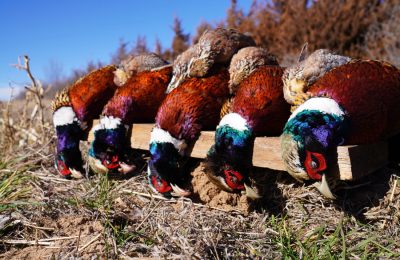Qual and Pheasant Hunt - Hunt #4340