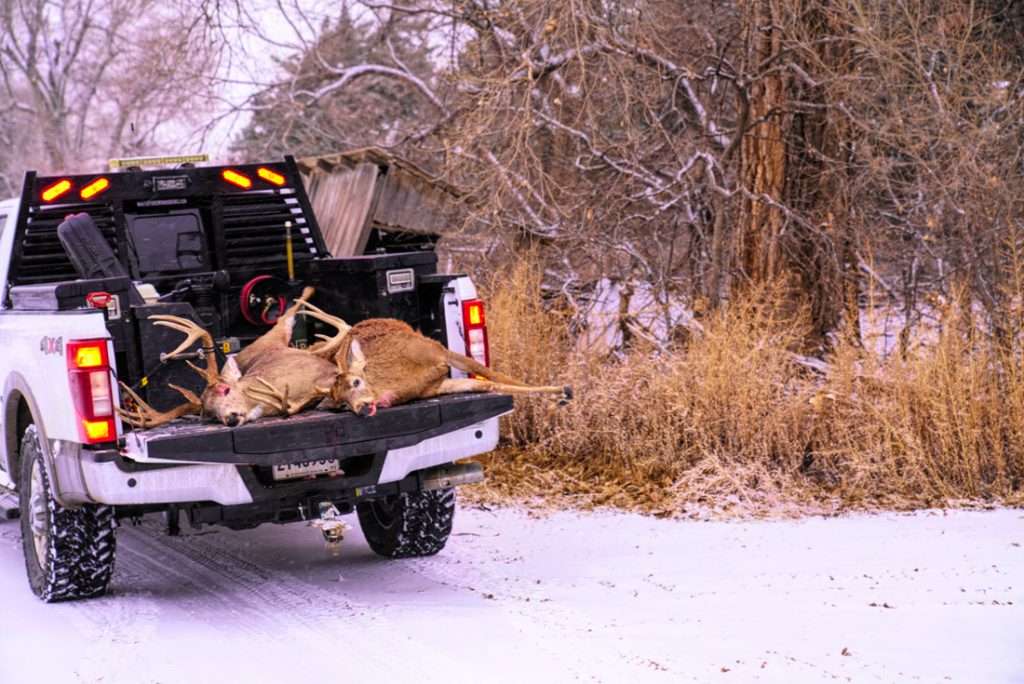 Kansas Whitetail Deer Hunt - Hunt #4349