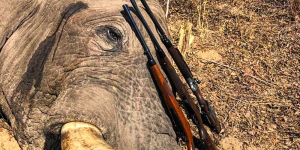 Africa Elephant & Leopard Hunt - Hunt #4424