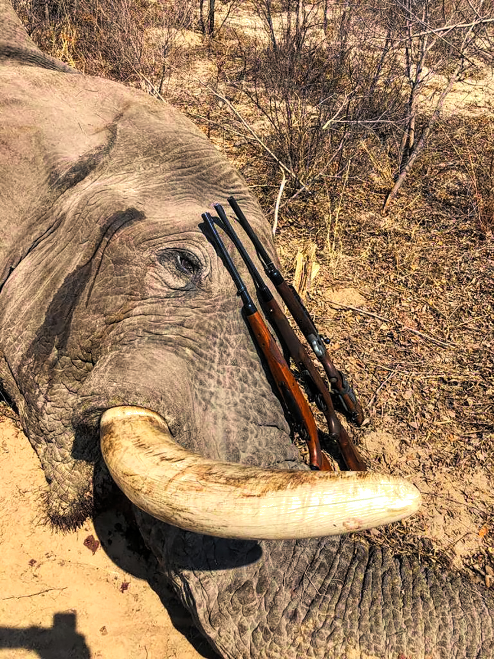 Africa Elephant & Leopard Hunt - Hunt #4424