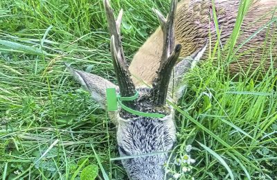 Roe Deer Hunt - Romania - Quality Hunts 4746