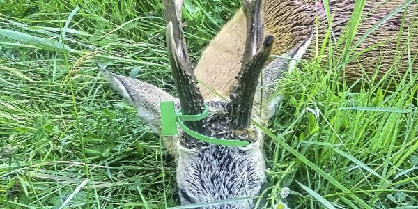 Roe Deer Hunt - Romania - Quality Hunts 4746