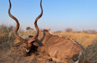 Greater Kudu South Africa Hunt - Hunt 4768 - Quality Hunts