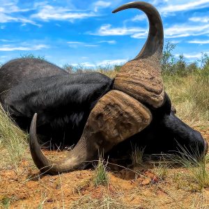 South African Buffalo Hunt - Hunt #4776 - Quality Hunts