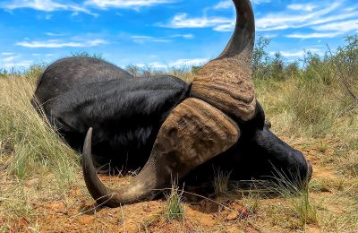 South African Buffalo Hunt - Hunt #4776 - Quality Hunts