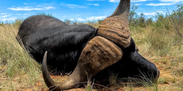 South African Buffalo Hunt - Hunt #4776 - Quality Hunts
