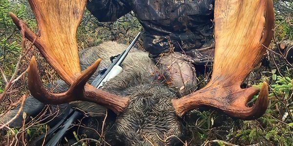 Canadian Moose and Black Bear Hunt - Hunt 4933 - Quality Hunts