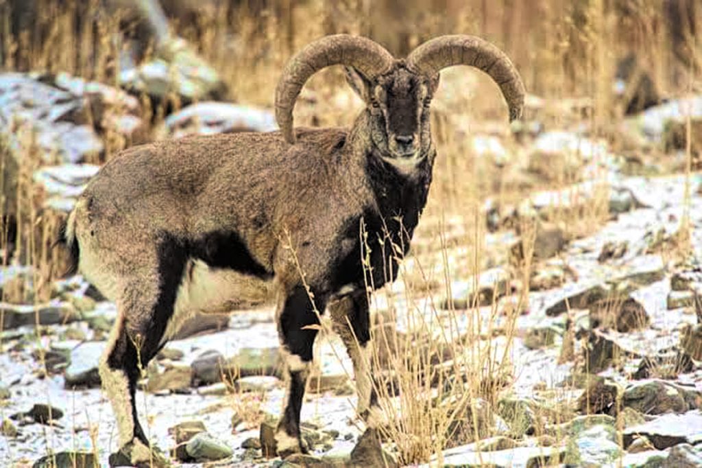 Himalayan Blue Sheep Hunt - Quality Hunts #4869