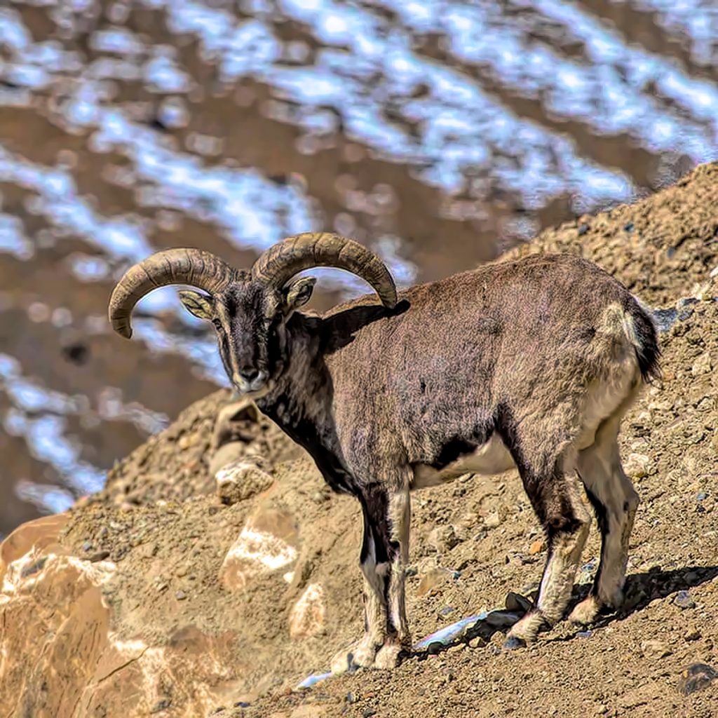 Himalayan Blue Sheep Hunt - Quality Hunts #4869