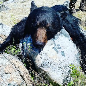 Idaho Bear Hunt - Hunt 4964 - Quality Hunts