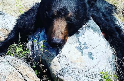 Idaho Bear Hunt - Hunt 4964 - Quality Hunts
