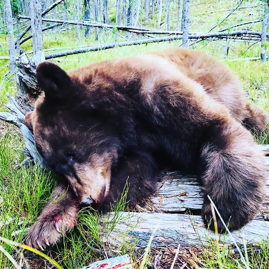 Idaho Bear Hunt - Hunt 4964 - Quality Hunts