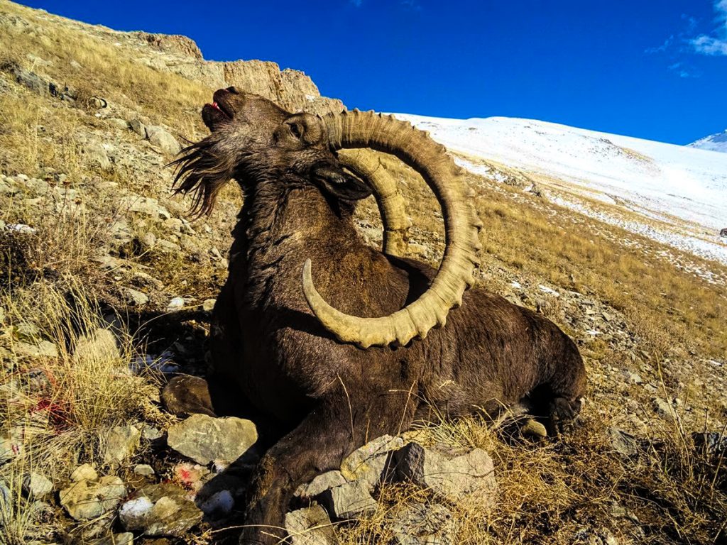 Himalayan Ibex Goat Hunt - #4828