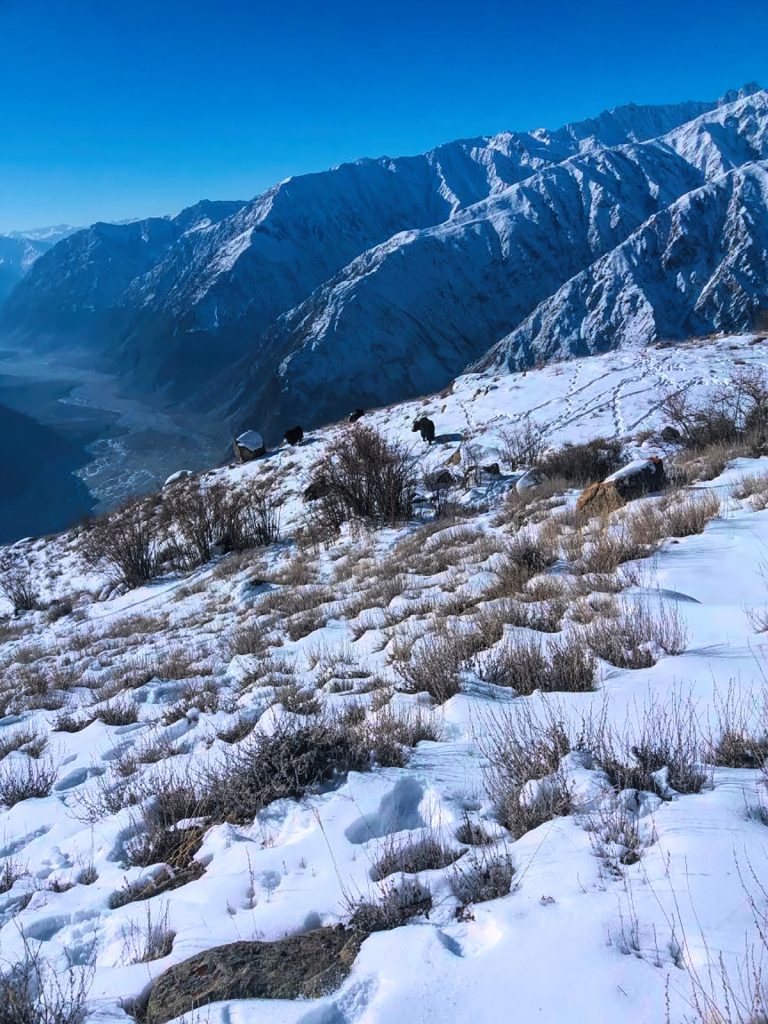 Himalayan Ibex Goat Hunt - #4828
