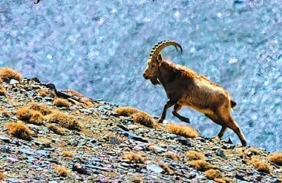 Himalayan Ibex Goat Hunt - #4828