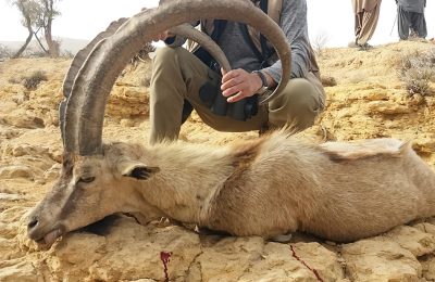 Sindh Ibex Goat Hunt - Hunt 4880 - Quality Hunts