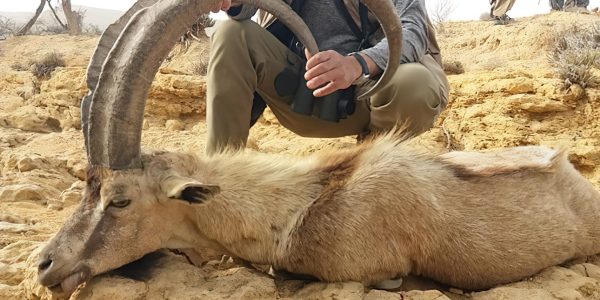 Sindh Ibex Goat Hunt - Hunt 4880 - Quality Hunts