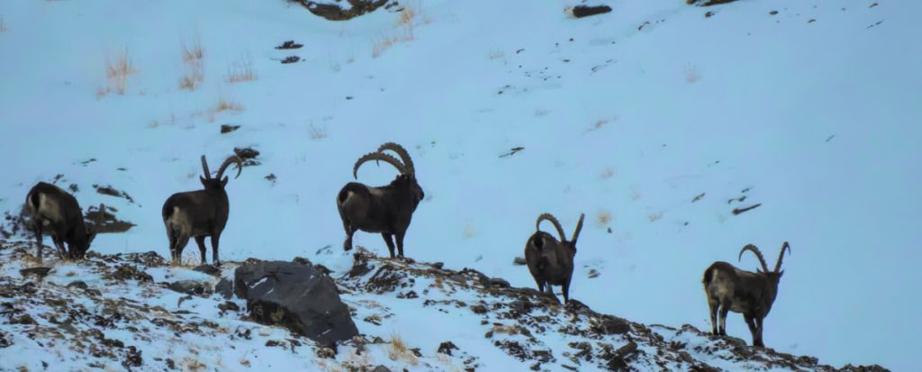 Mid-Asian Ibex Goat Hunt - Hunt 5260
