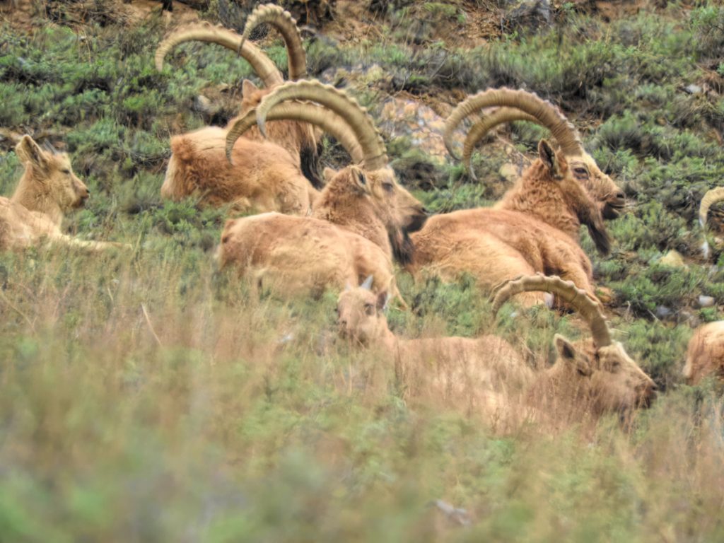 Mid-Asian Ibex Goat Hunt - Hunt 5260