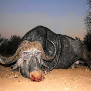 Hunt 5282 - South African Buffalo - Quality Hunts