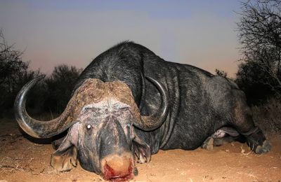 Hunt 5282 - South African Buffalo - Quality Hunts