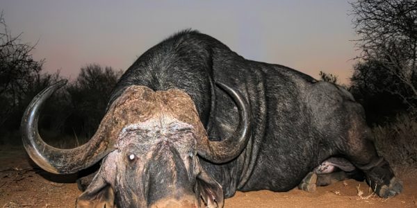Hunt 5282 - South African Buffalo - Quality Hunts