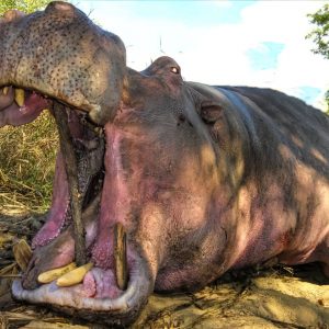 South Africa Hippo & Crocodile Hunt - Hunt #5346