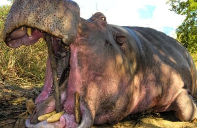 South Africa Hippo & Crocodile Hunt - Hunt #5346