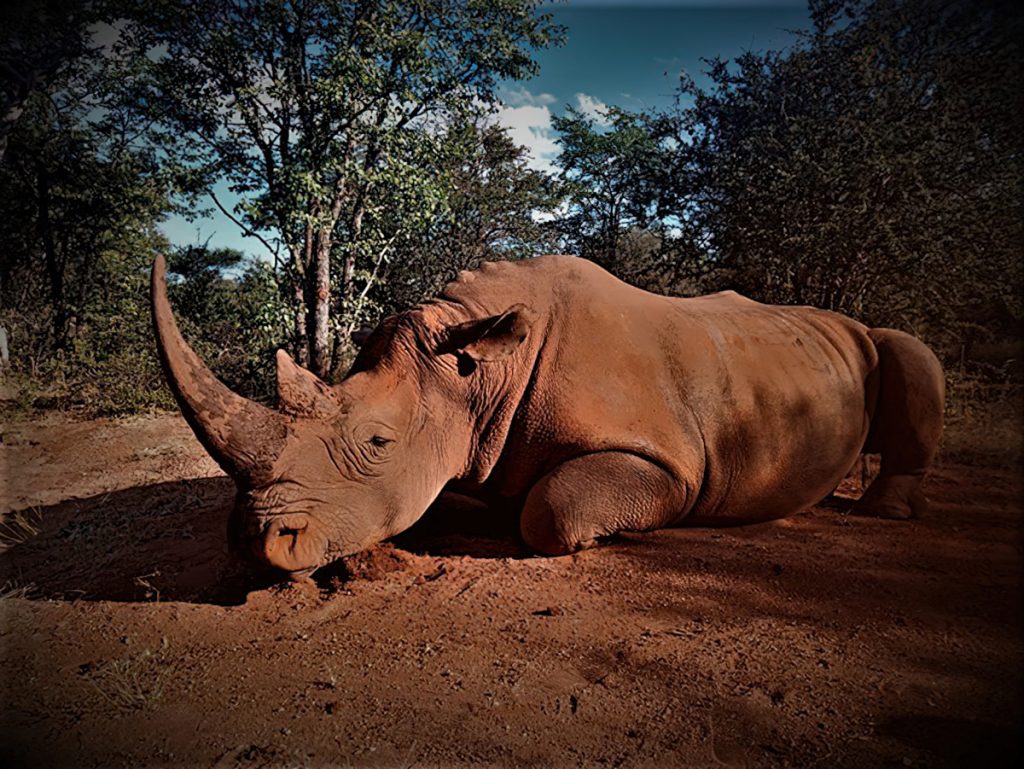 Hunt 5291 - South African Rhino