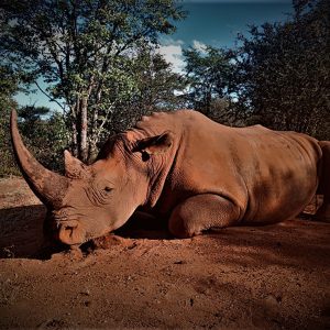 Hunt 5291 - South African Rhino