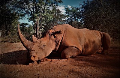 Hunt 5291 - South African Rhino