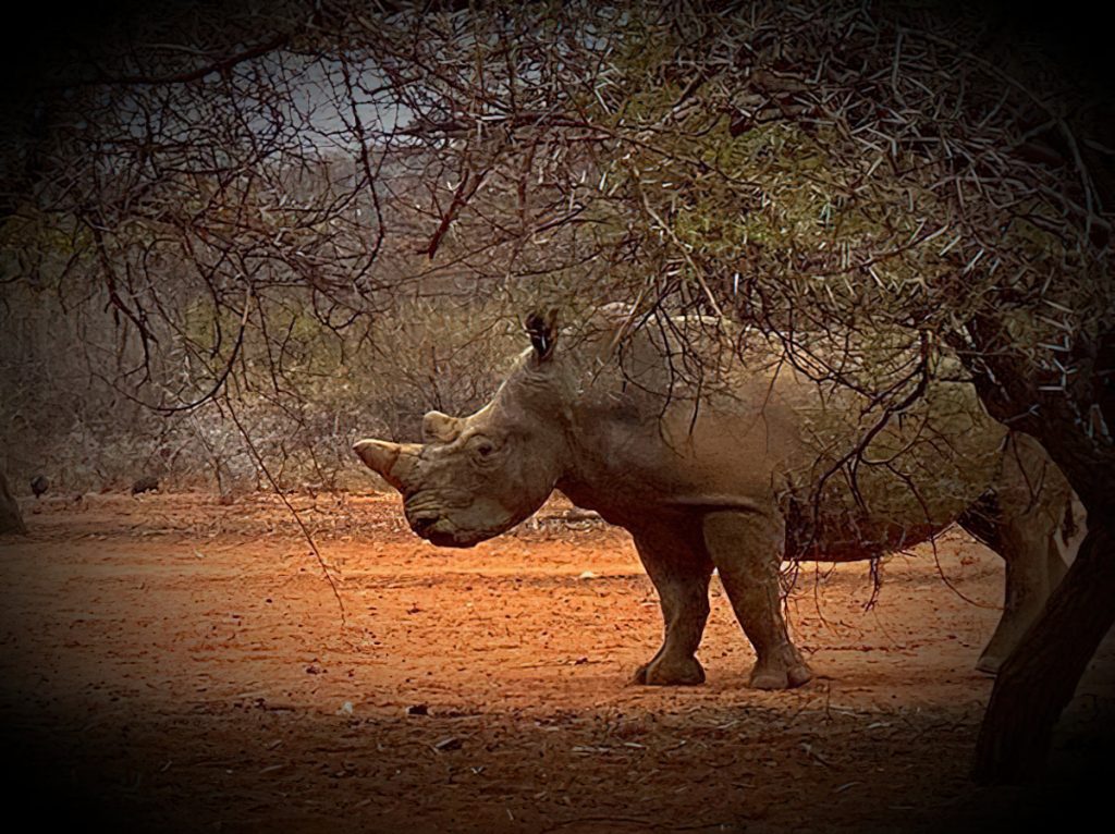 Hunt 5291 - South African Rhino