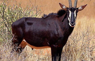 Hunt #5370 - South Africa Sable and roan Hunt - Quality Hunts